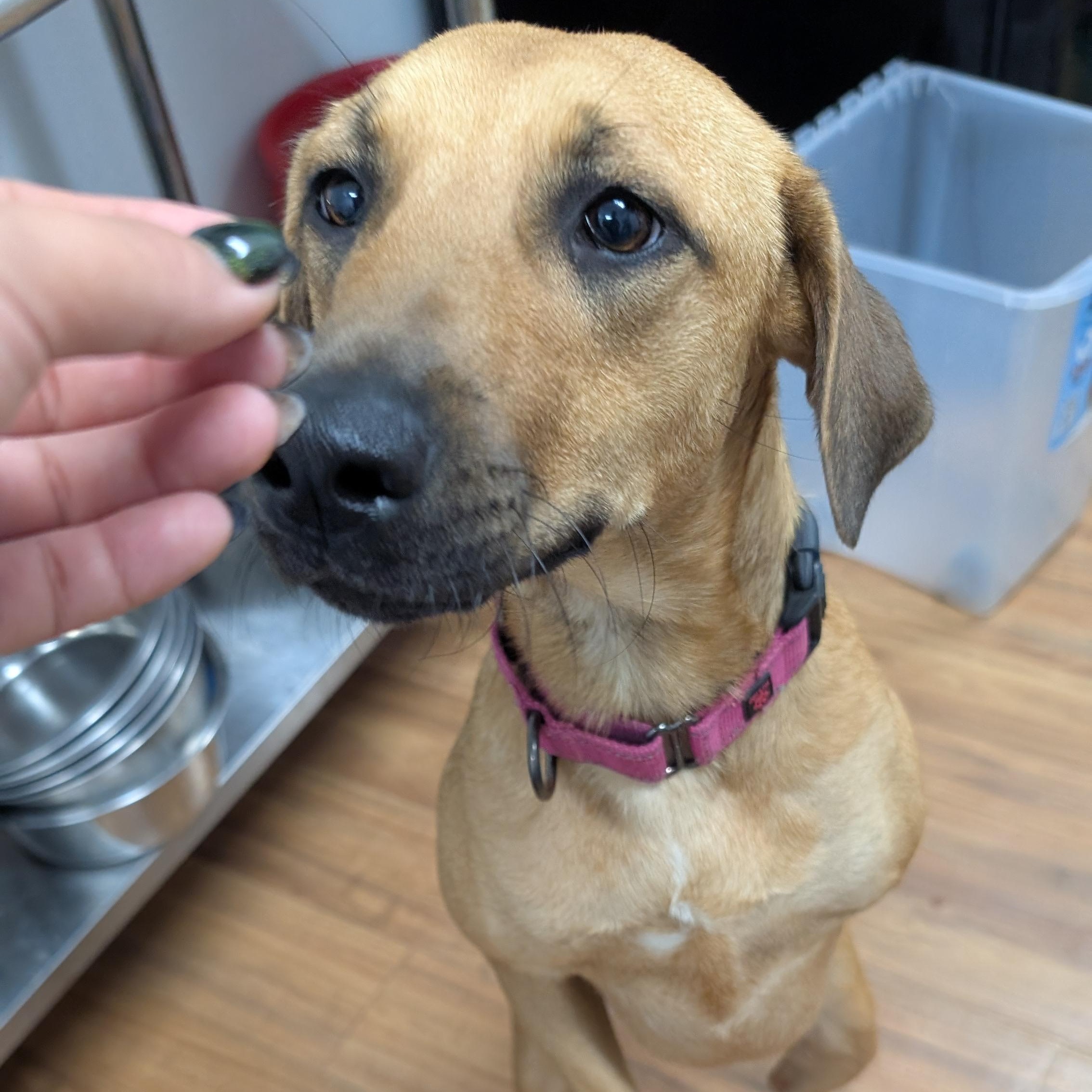 Enlarge Hope, a Adoptable mixed breed in Coldspring, TX image 1/4