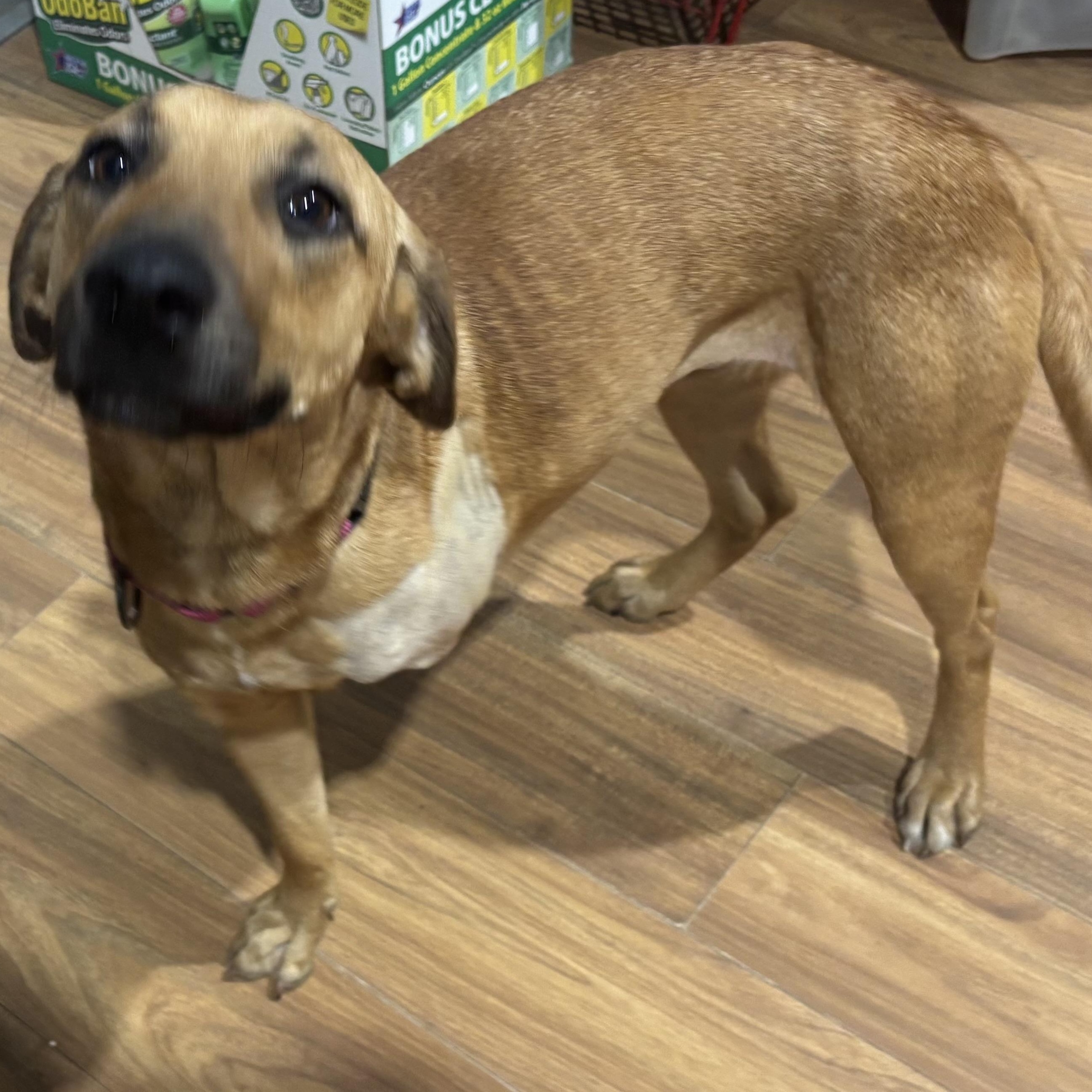 Enlarge Hope, a Adoptable mixed breed in Coldspring, TX image 2/4