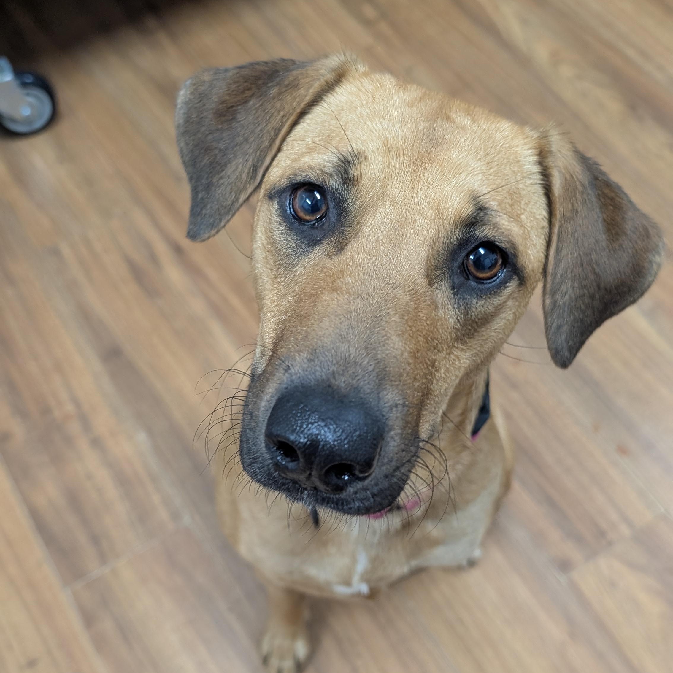 Enlarge Hope, a Adoptable mixed breed in Coldspring, TX image 3/4