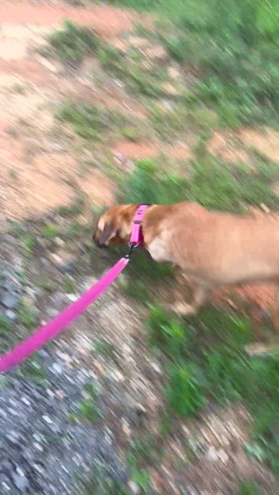 Enlarge Hope, a Adoptable mixed breed in Coldspring, TX video 4/4