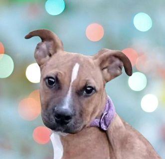Enlarge Sami Jo, a ADOPTABLE Mixed Breed in Schaumburg, IL image 1/1