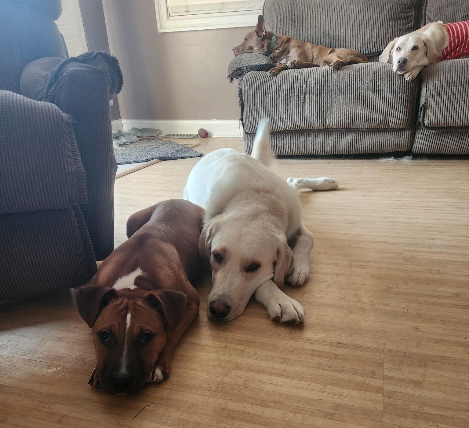 Enlarge Sami Jo, a ADOPTABLE Mixed Breed in Schaumburg, IL image 4/4