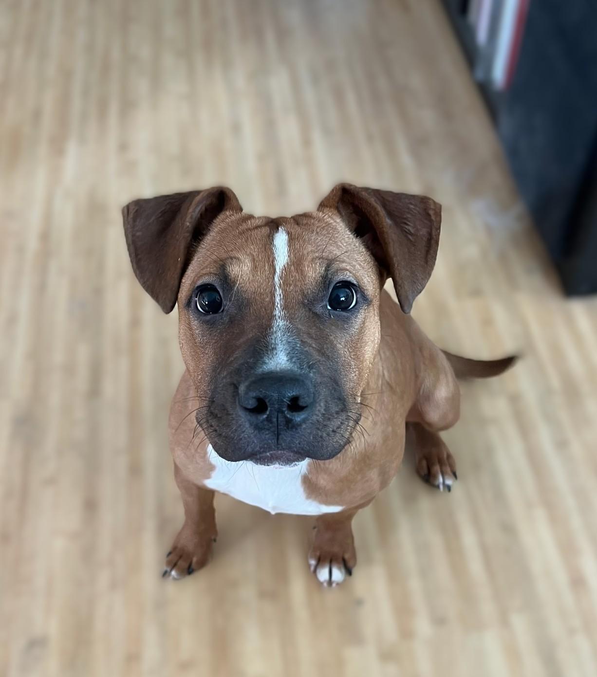 Enlarge Sami Jo, a ADOPTABLE Mixed Breed in Schaumburg, IL image 2/4