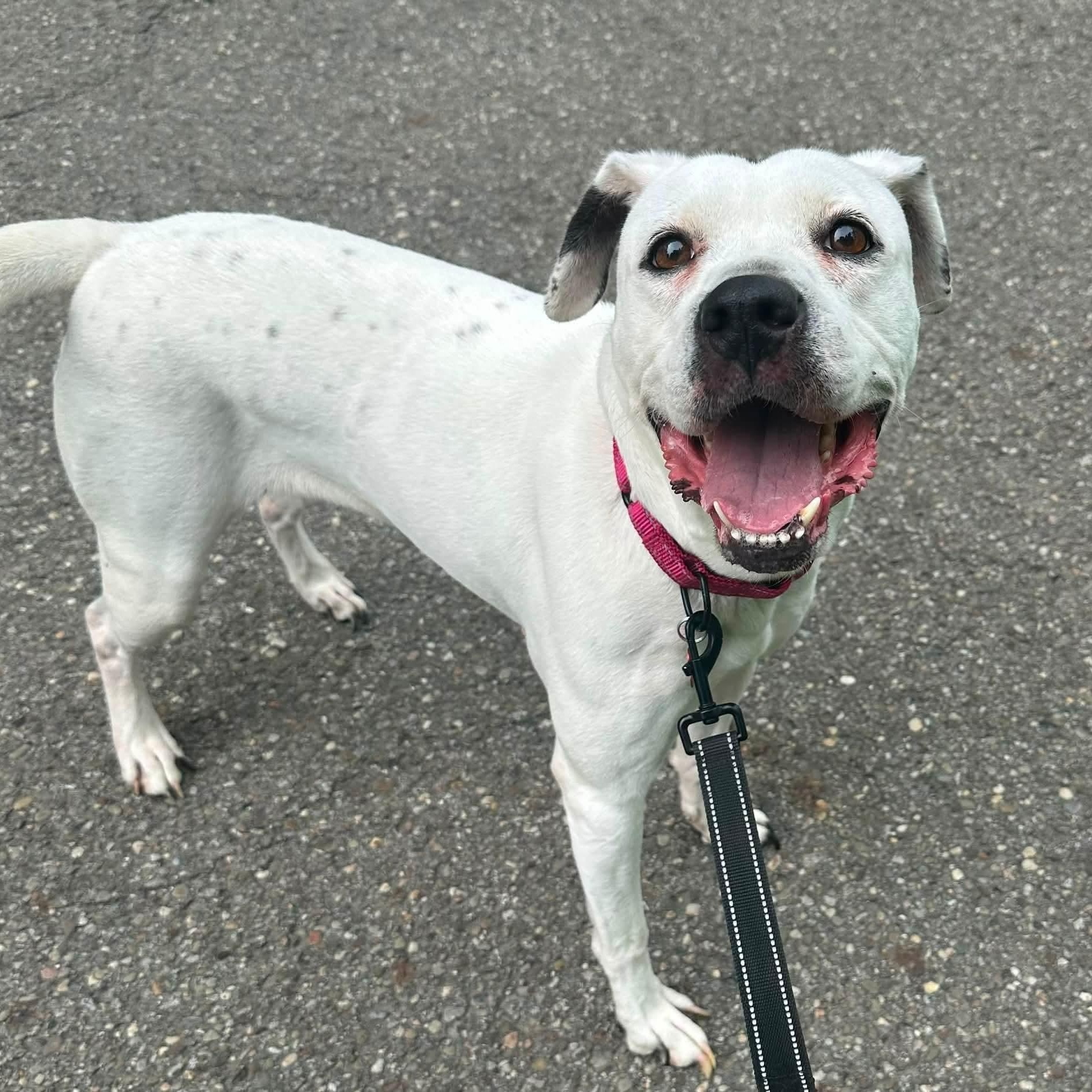 Enlarge Zoei, a Adoptable mixed breed in Warren, OH image 1/1