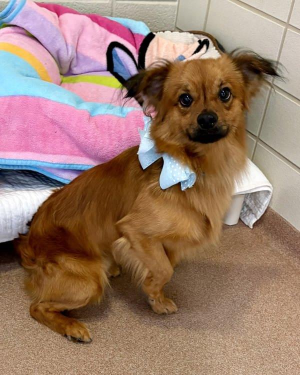 Enlarge Gizmo, a Adoptable mixed breed in Novato, CA image 1/1