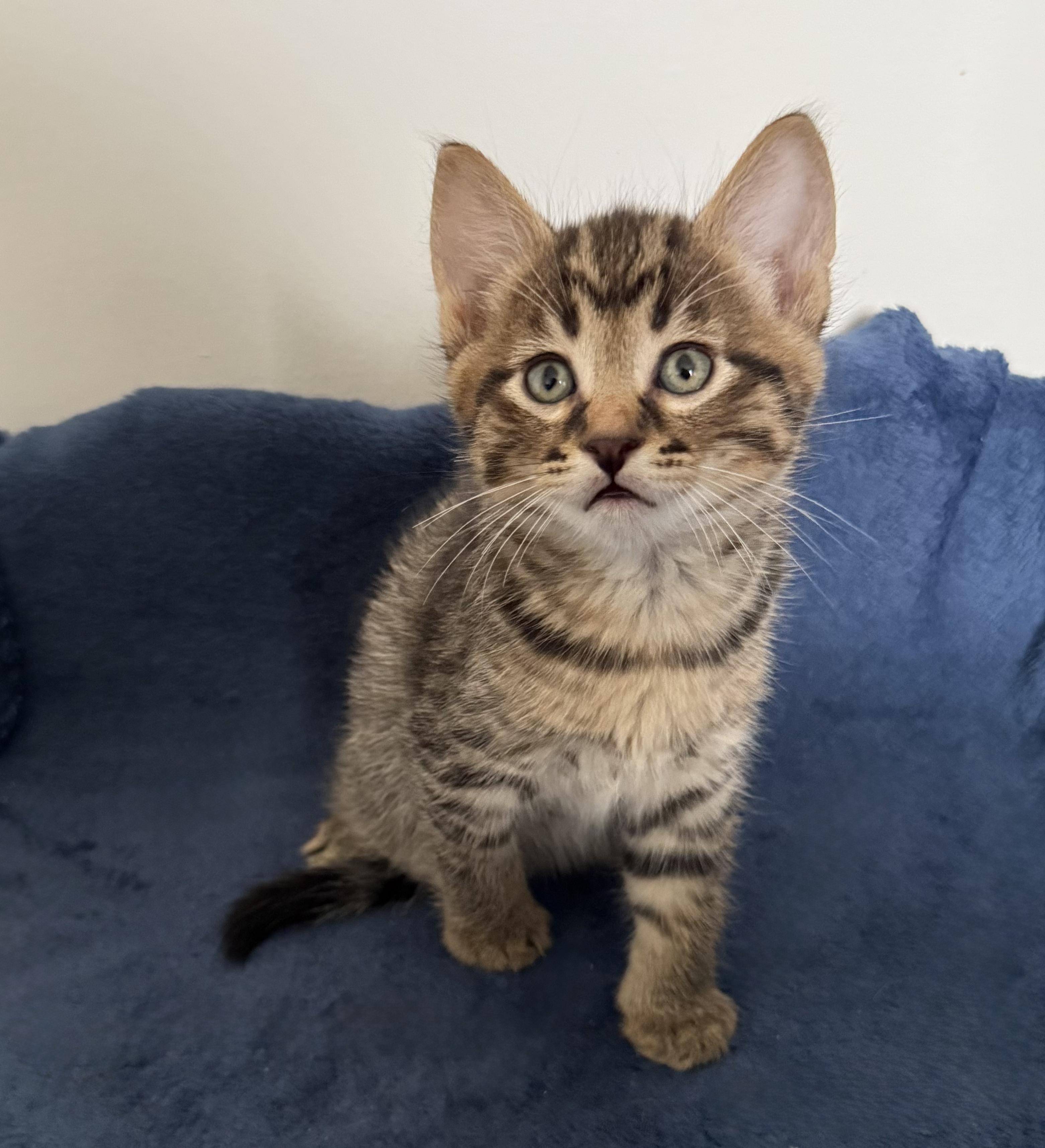 Enlarge Umber, an adoption pending Domestic Short Hair in Chilliwack, BC image 1/1