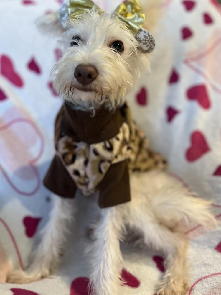 Matilda, a Adopted mixed breed image 2/6