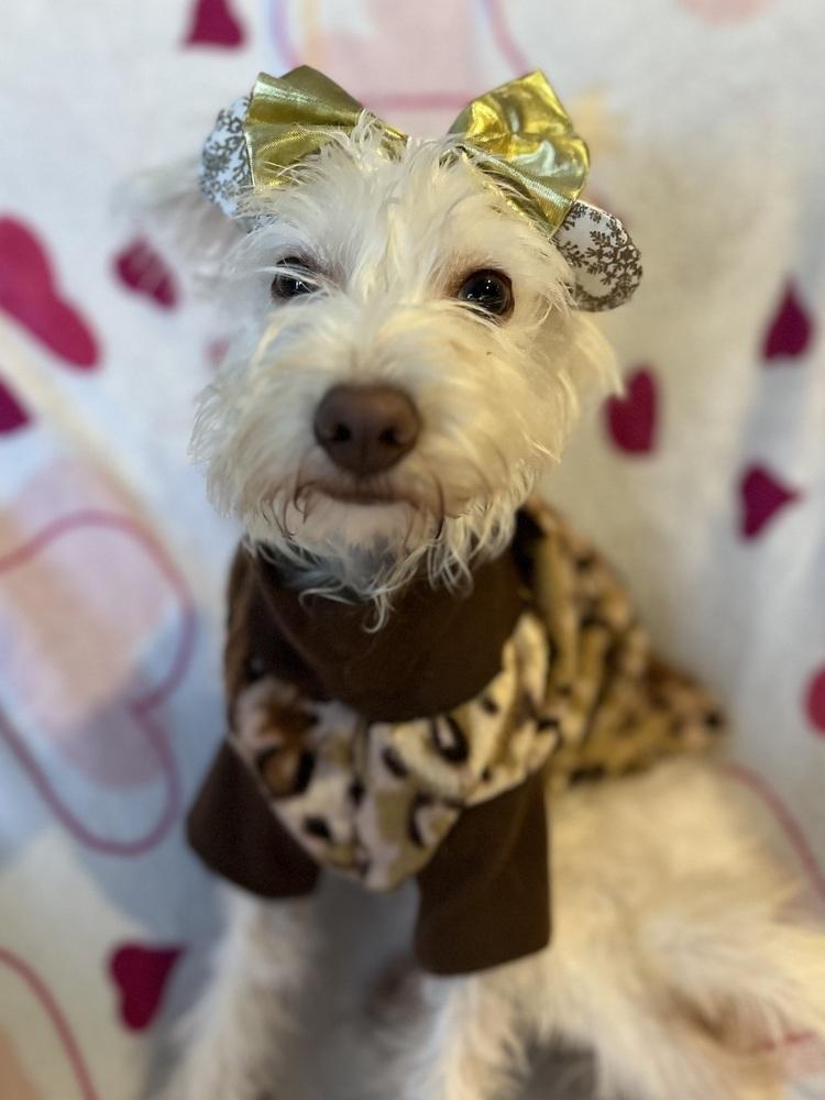 Matilda, a Adopted mixed breed image 3/6