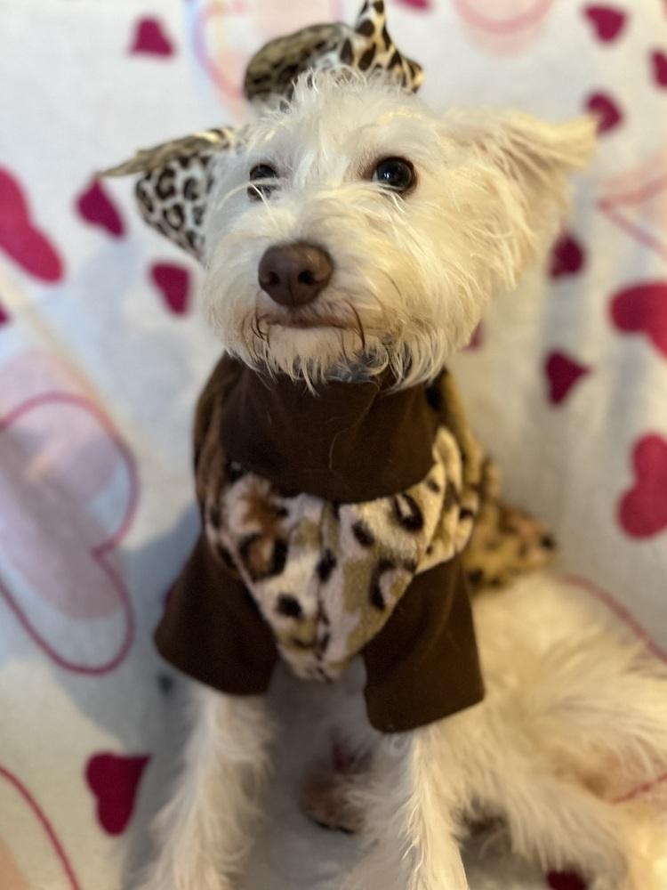 Matilda, a Adopted mixed breed image 5/6