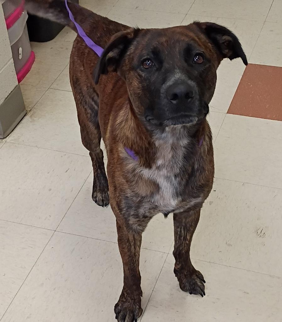 Tre`Tre`, Adoptable, Young Male Mixed Breed.