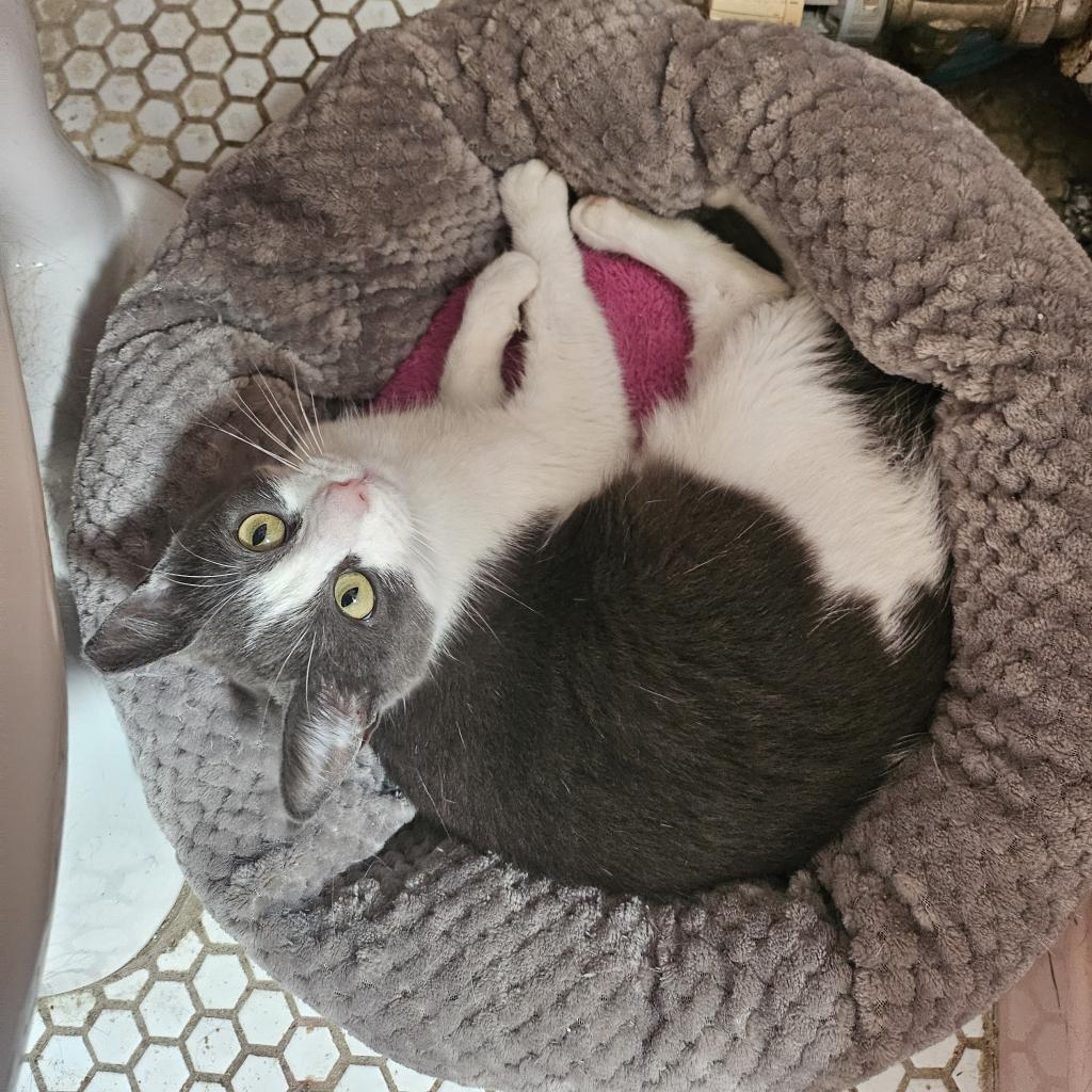 Squeak, Adoptable, Adult Female American Shorthair.