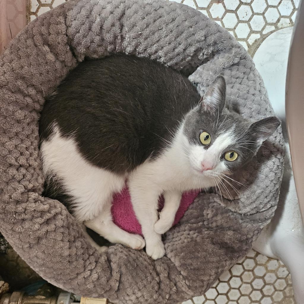 Squeak, Adoptable, Adult Female American Shorthair.