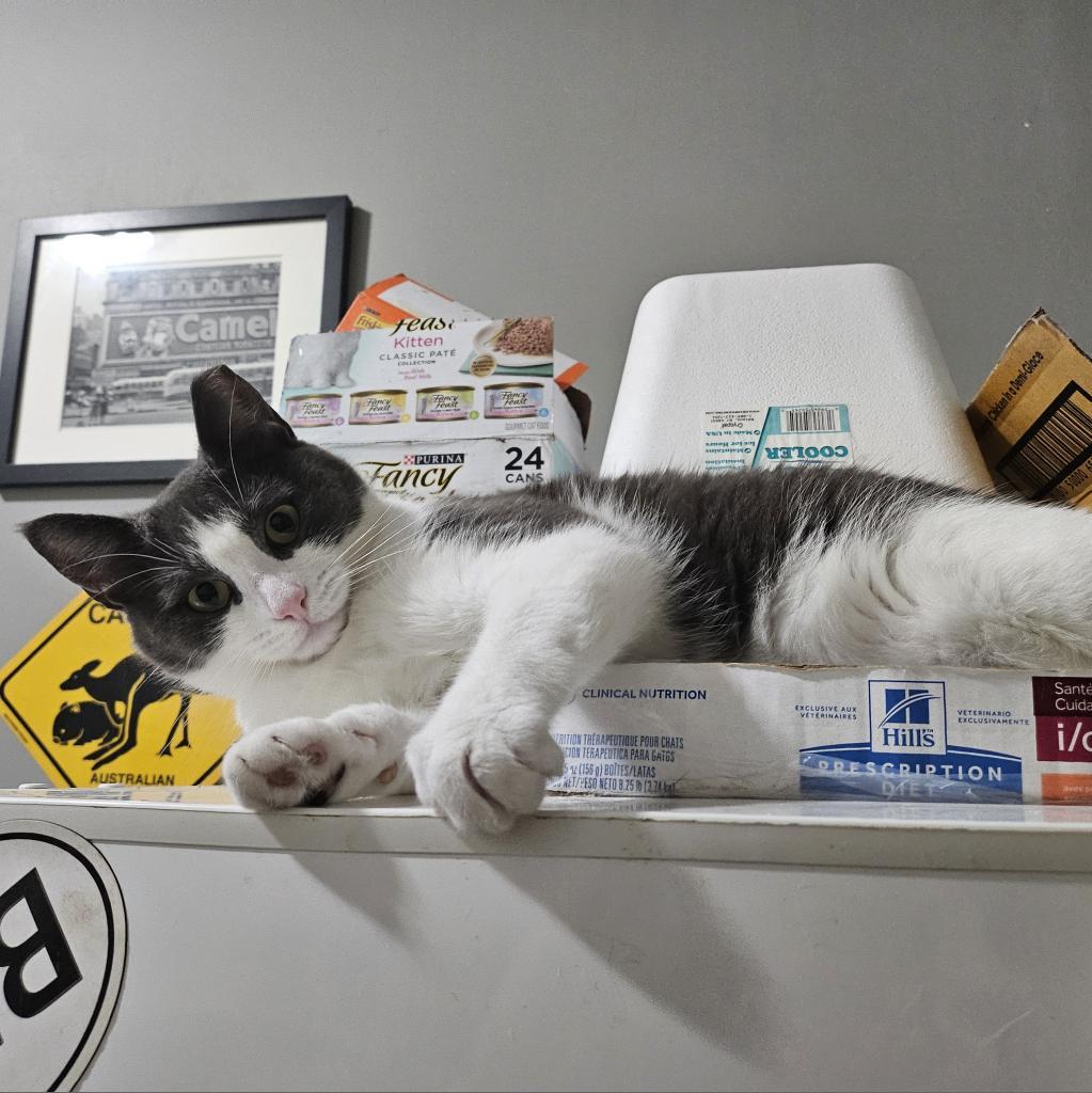 Enlarge Squeak, a Adoptable American Shorthair in Philadelphia, PA image 2/6