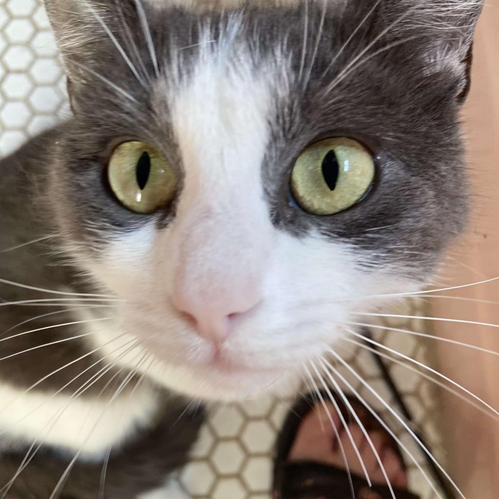 Enlarge Squeak, a Adoptable American Shorthair in Philadelphia, PA image 3/6