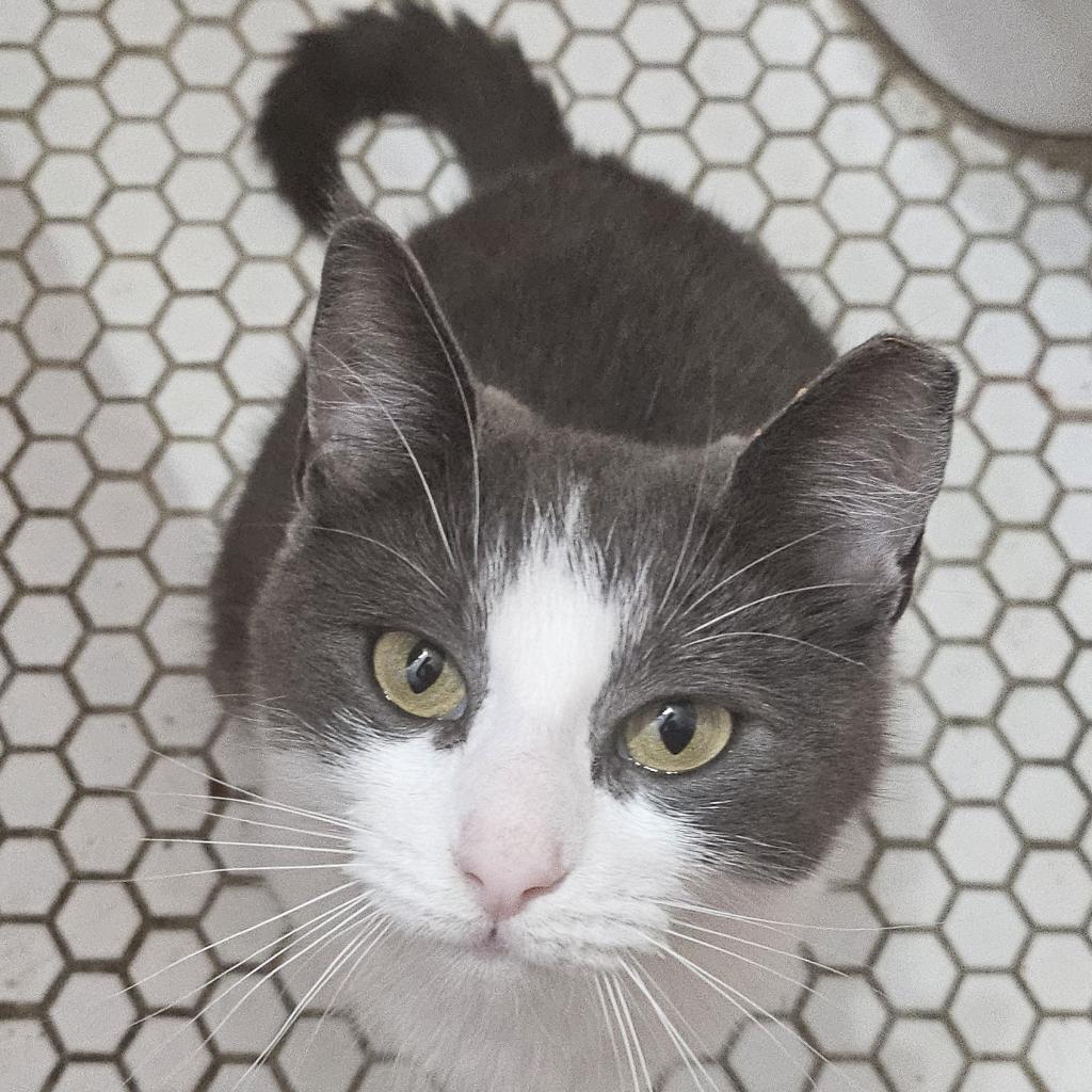 Enlarge Squeak, a Adoptable American Shorthair in Philadelphia, PA image 4/6