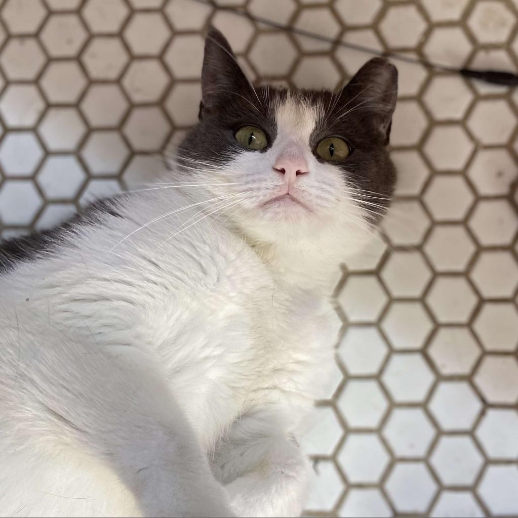 Enlarge Squeak, a Adoptable American Shorthair in Philadelphia, PA image 5/6