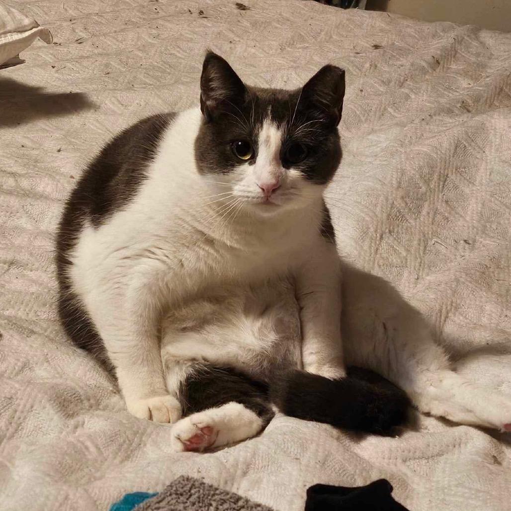 Enlarge Squeak, a Adoptable American Shorthair in Philadelphia, PA image 6/6