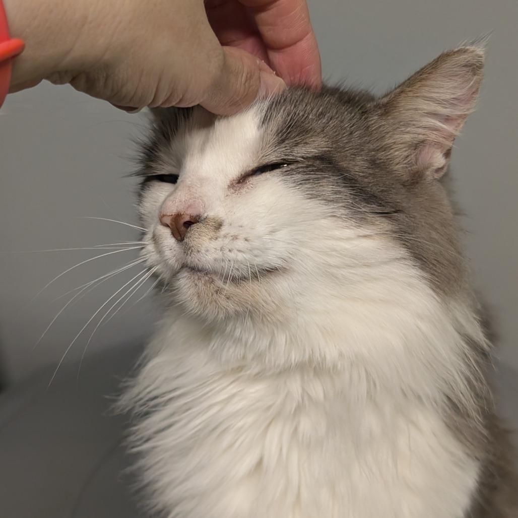 Enlarge Annie, a Adoptable Domestic Medium Hair in Blair, WI image 3/5