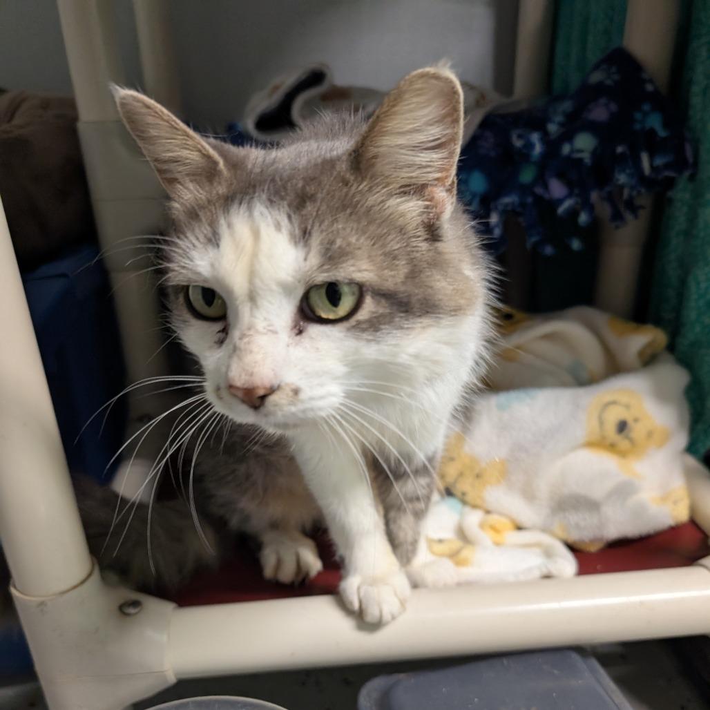 Annie, a Adoptable Domestic Medium Hair in Blair, WI image 2/2