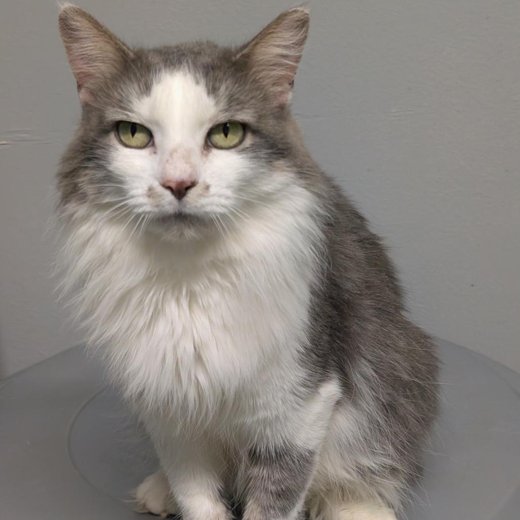 Enlarge Annie, a Adoptable Domestic Medium Hair in Blair, WI image 5/5