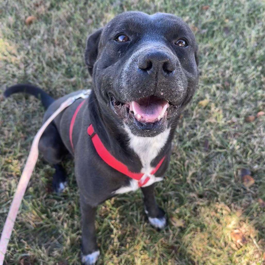 Enzo, a Adoptable Pit Bull Terrier in Chariton, IA image 2/5