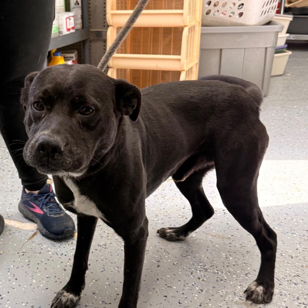 Enzo, a Adoptable Pit Bull Terrier in Chariton, IA image 4/5