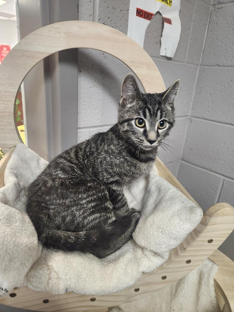 LIAM, a Adoptable mixed breed in Lexington, TN image 3/4