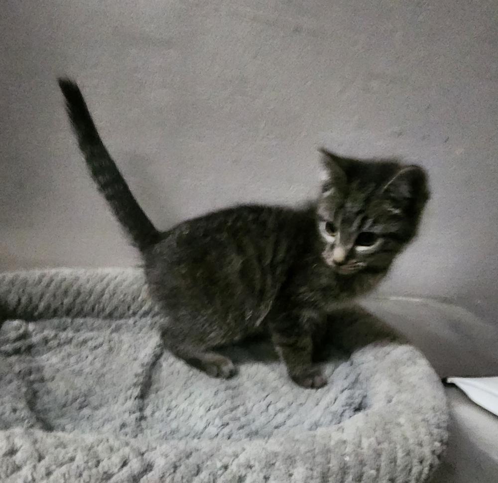 LIAM, a Adoptable mixed breed in Lexington, TN image 4/4