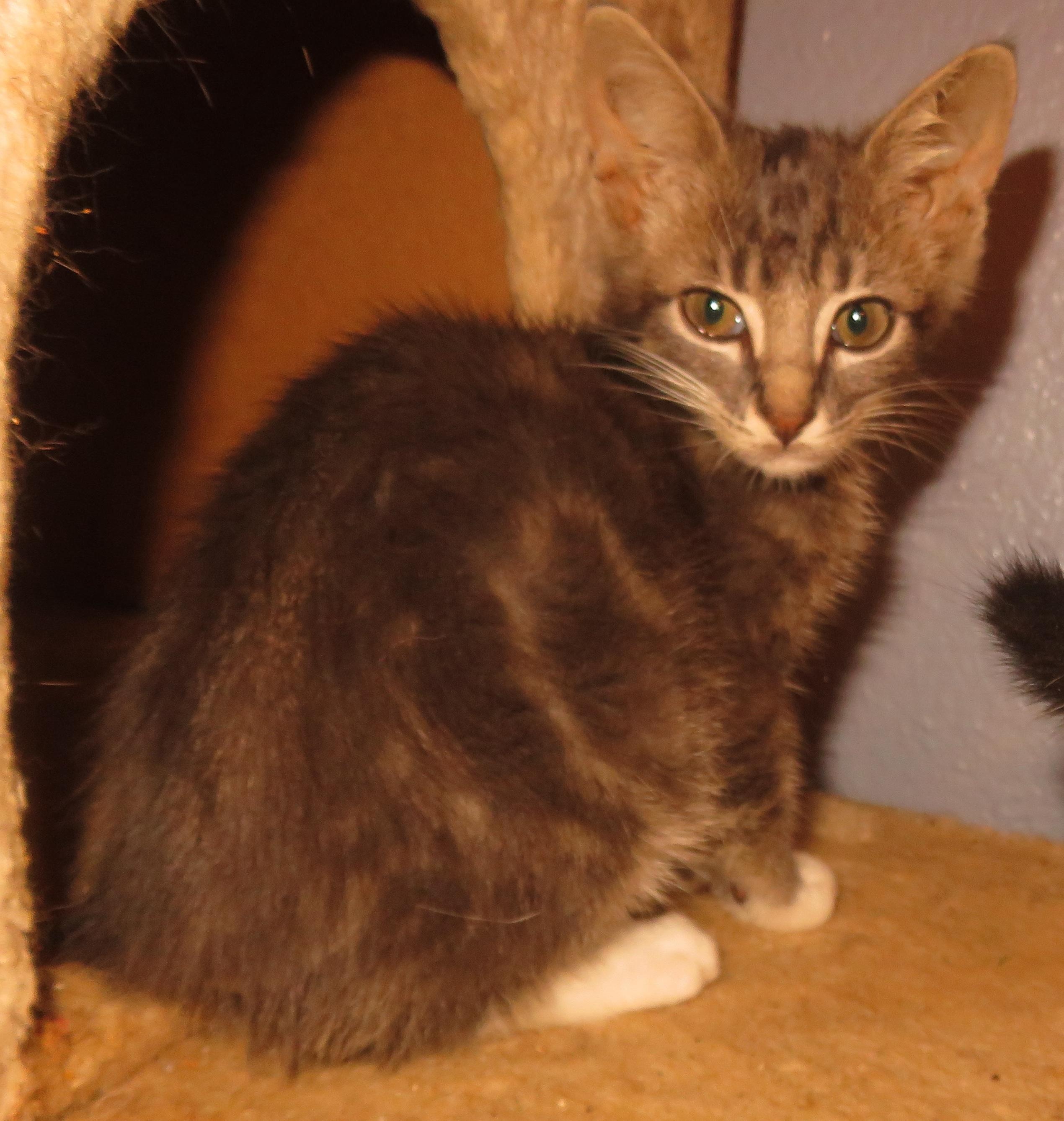 Greymalkin, a Adoptable mixed breed in Kyle, TX image 3/3