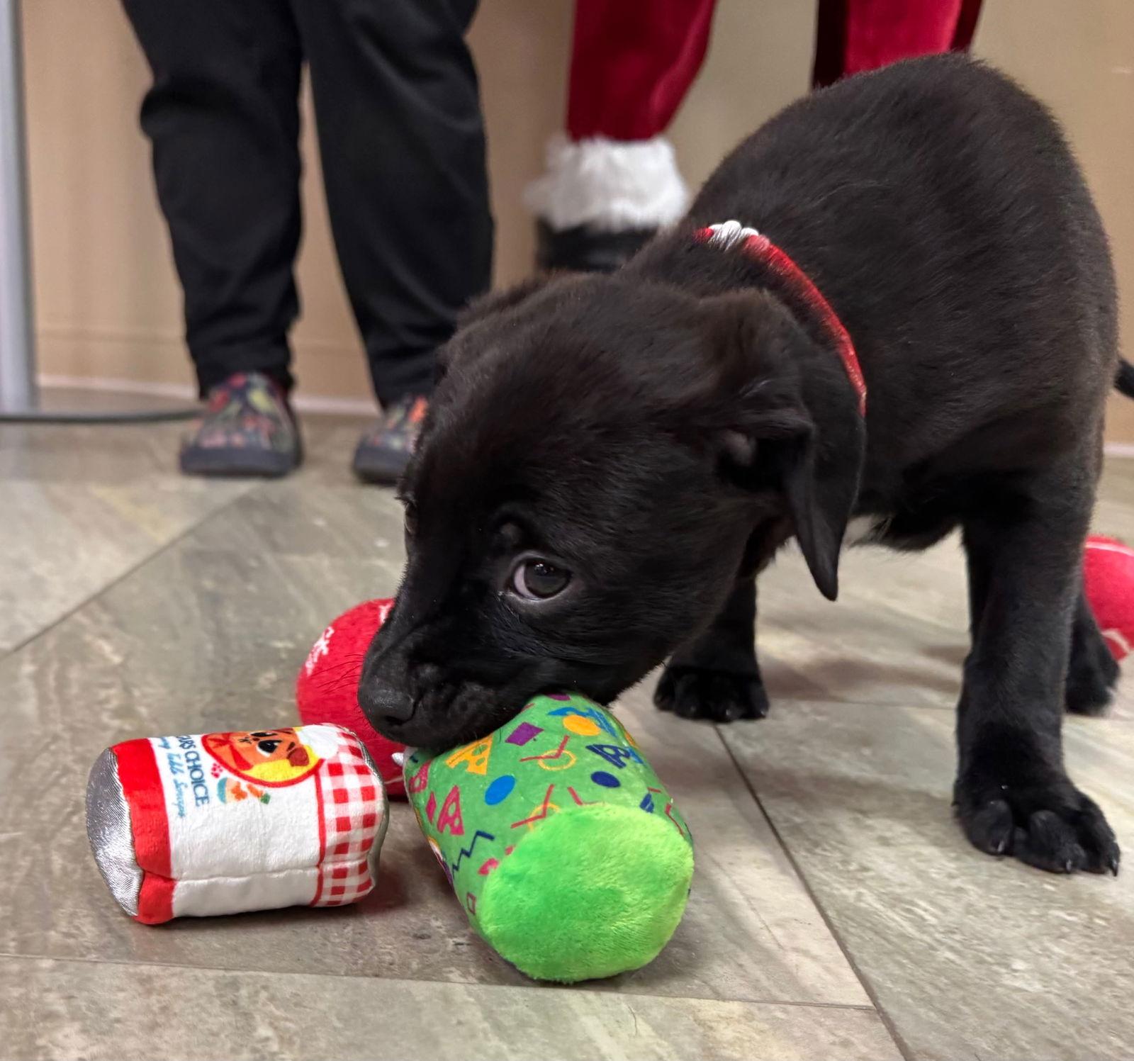 Tart N Tiny thumbnail 4