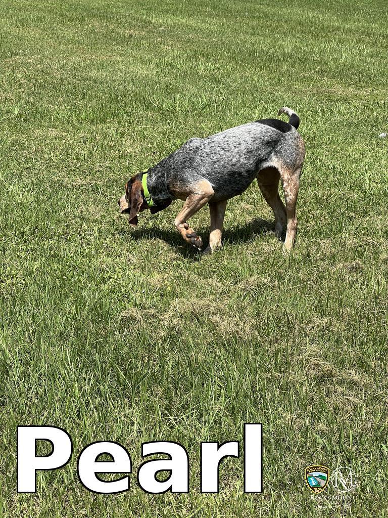Pearl, a Adoptable Hound in Rocky Mount, NC image 1/4