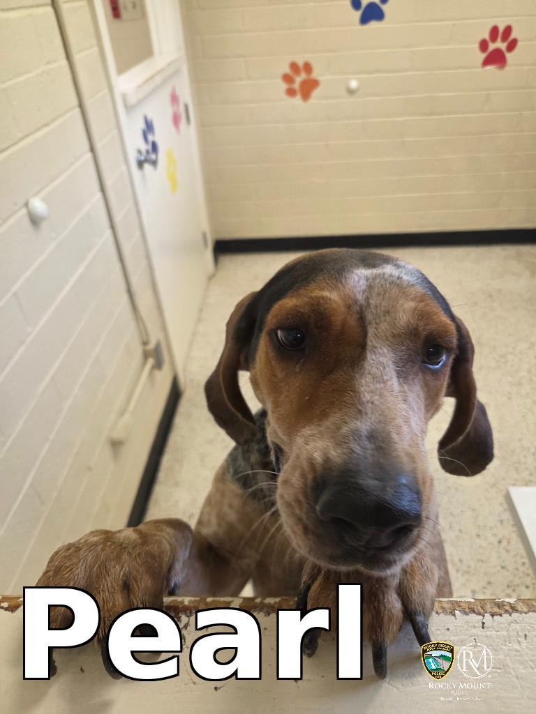 Pearl, a Adoptable Hound in Rocky Mount, NC image 2/4