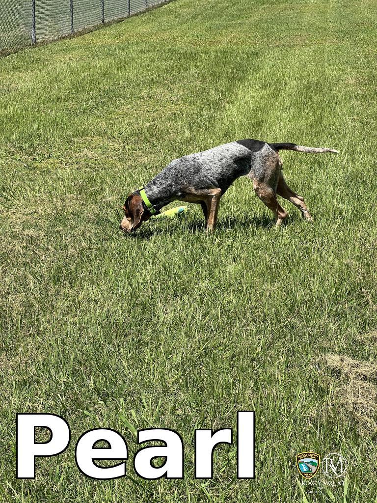 Pearl, a Adoptable Hound in Rocky Mount, NC image 3/4