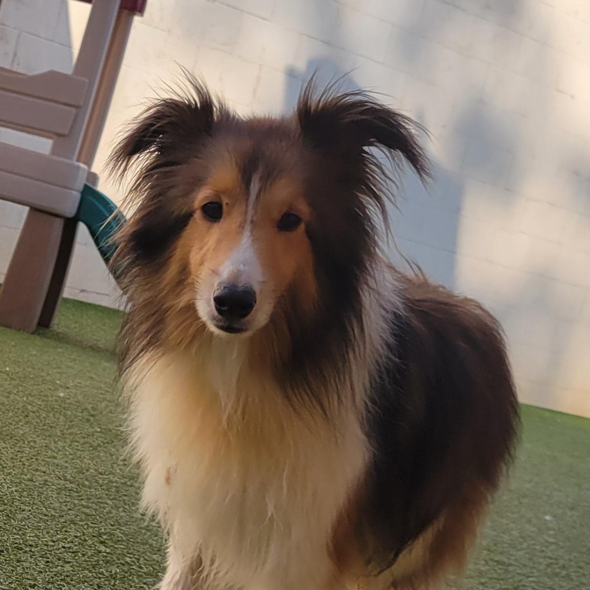Moondancer, Adopted, Young Female Shetland Sheepdog / Sheltie.