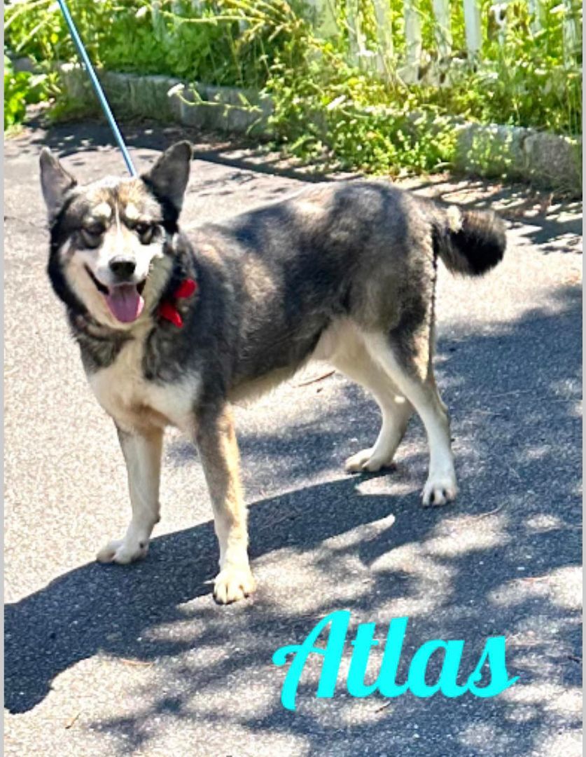 Enlarge Atlas, a Adoptable Alaskan Malamute in Old Westbury, NY image 1/6