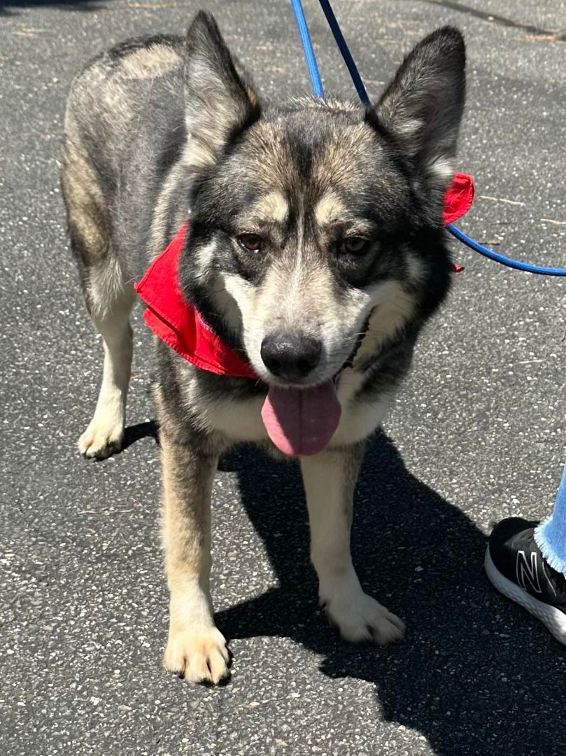 Enlarge Atlas, a Adoptable Alaskan Malamute in Old Westbury, NY image 2/6