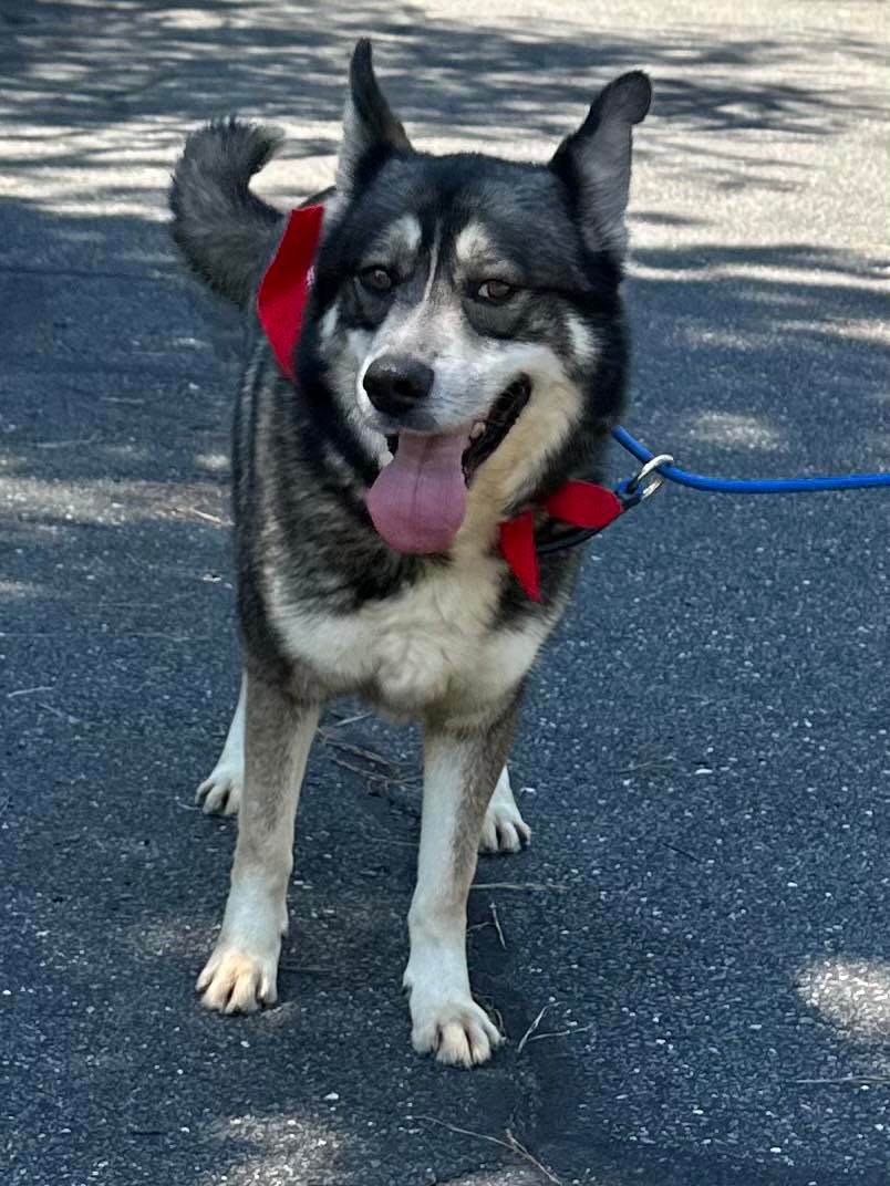 Enlarge Atlas, a Adoptable Alaskan Malamute in Old Westbury, NY image 3/6