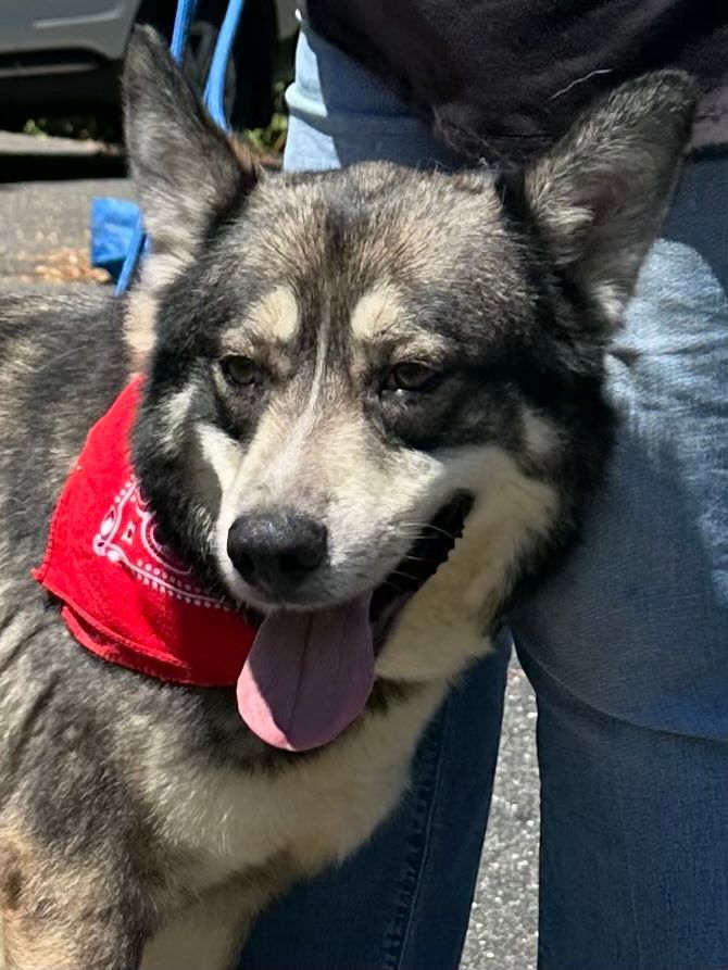 Enlarge Atlas, a Adoptable Alaskan Malamute in Old Westbury, NY image 4/6