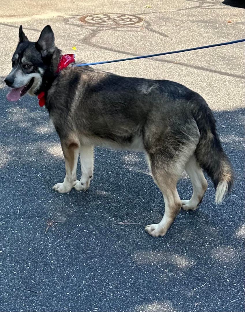 Enlarge Atlas, a Adoptable Alaskan Malamute in Old Westbury, NY image 5/6