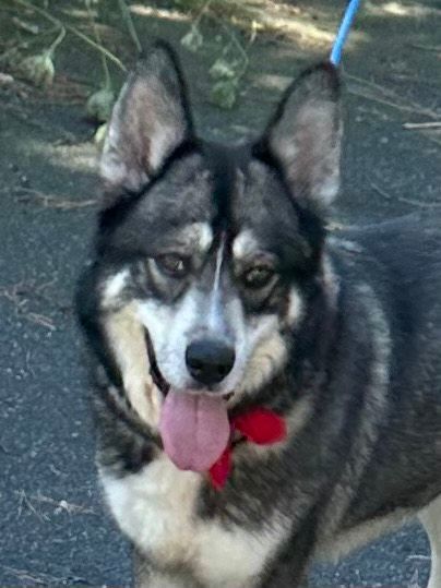 Enlarge Atlas, a Adoptable Alaskan Malamute in Old Westbury, NY image 6/6
