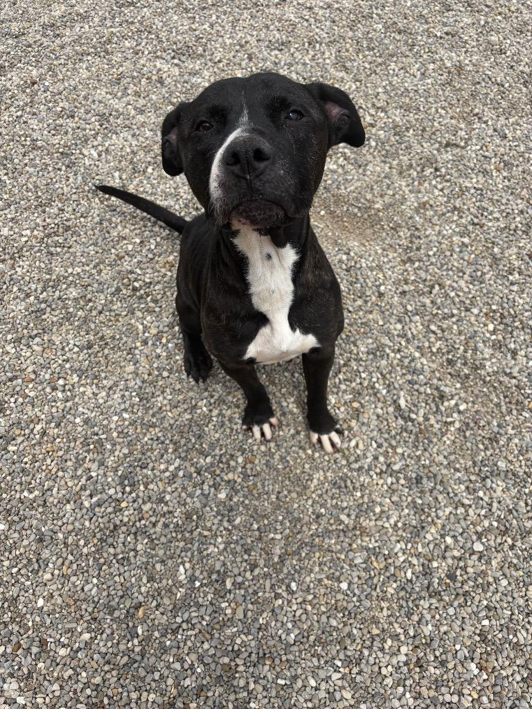 Enlarge Shystie malone, a Adoptable Pit Bull Terrier in Lima, OH image 1/1