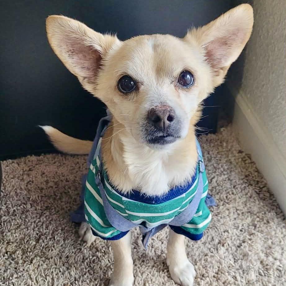 Enlarge Fantastic Mr. Fox, a ADOPTABLE mixed breed in Mead, CO image 1/6