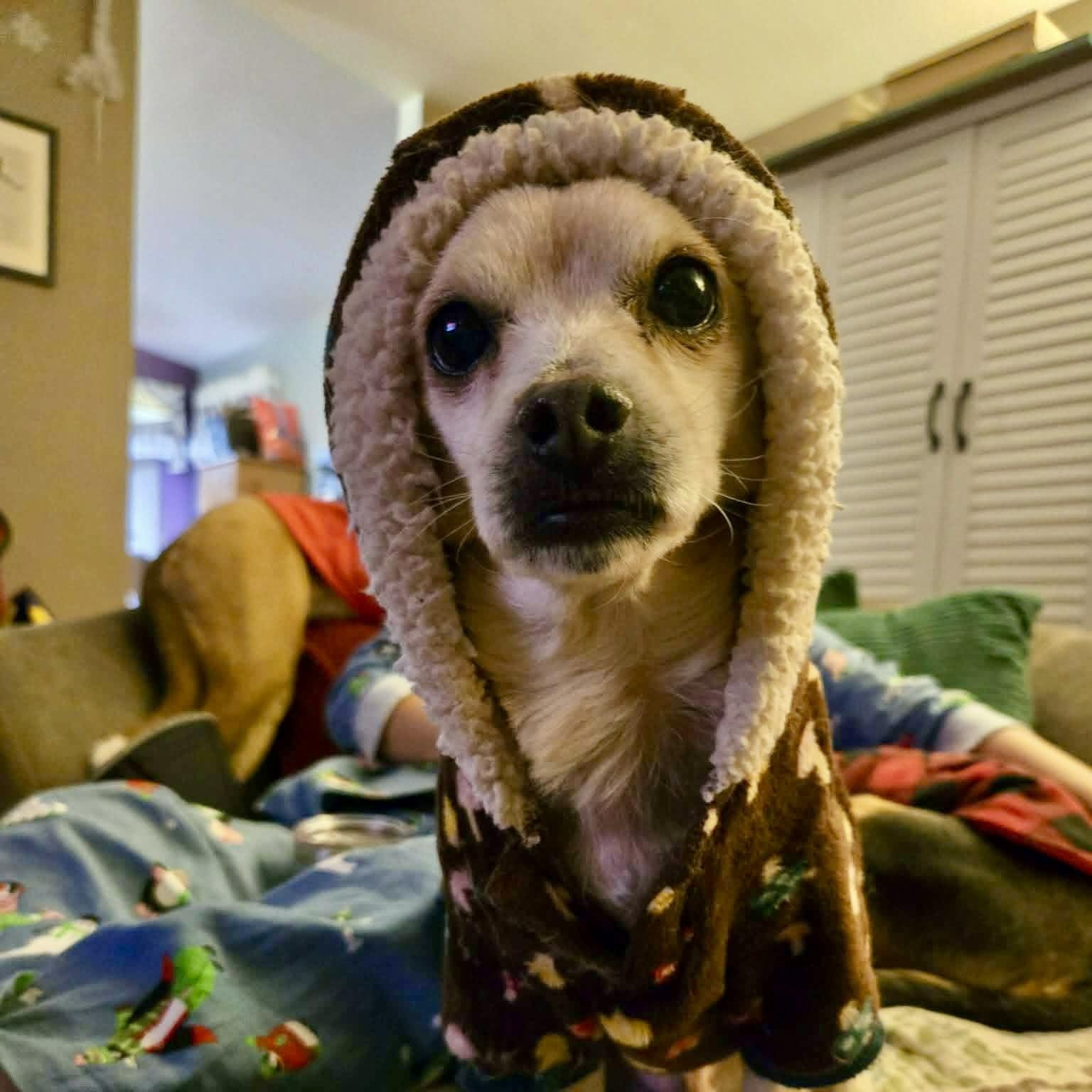 Enlarge Fantastic Mr. Fox, a ADOPTABLE mixed breed in Mead, CO image 2/6