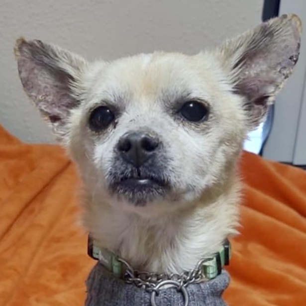 Enlarge Fantastic Mr. Fox, a ADOPTABLE mixed breed in Mead, CO image 3/6