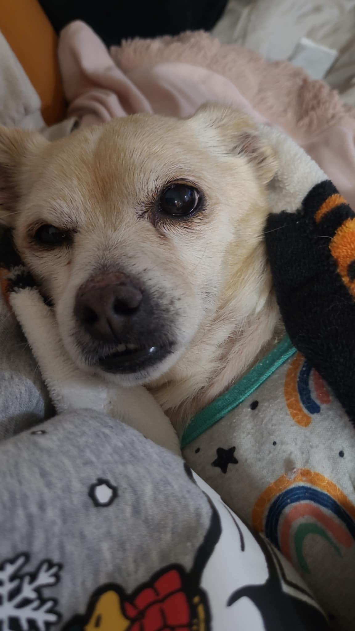 Enlarge Fantastic Mr. Fox, a ADOPTABLE mixed breed in Mead, CO image 4/6