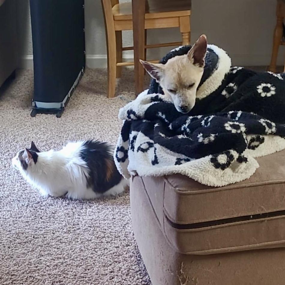 Enlarge Fantastic Mr. Fox, a ADOPTABLE mixed breed in Mead, CO image 5/6