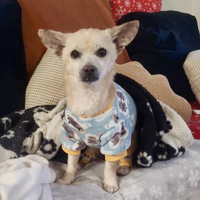 Enlarge Fantastic Mr. Fox, a ADOPTABLE mixed breed in Mead, CO image 6/6