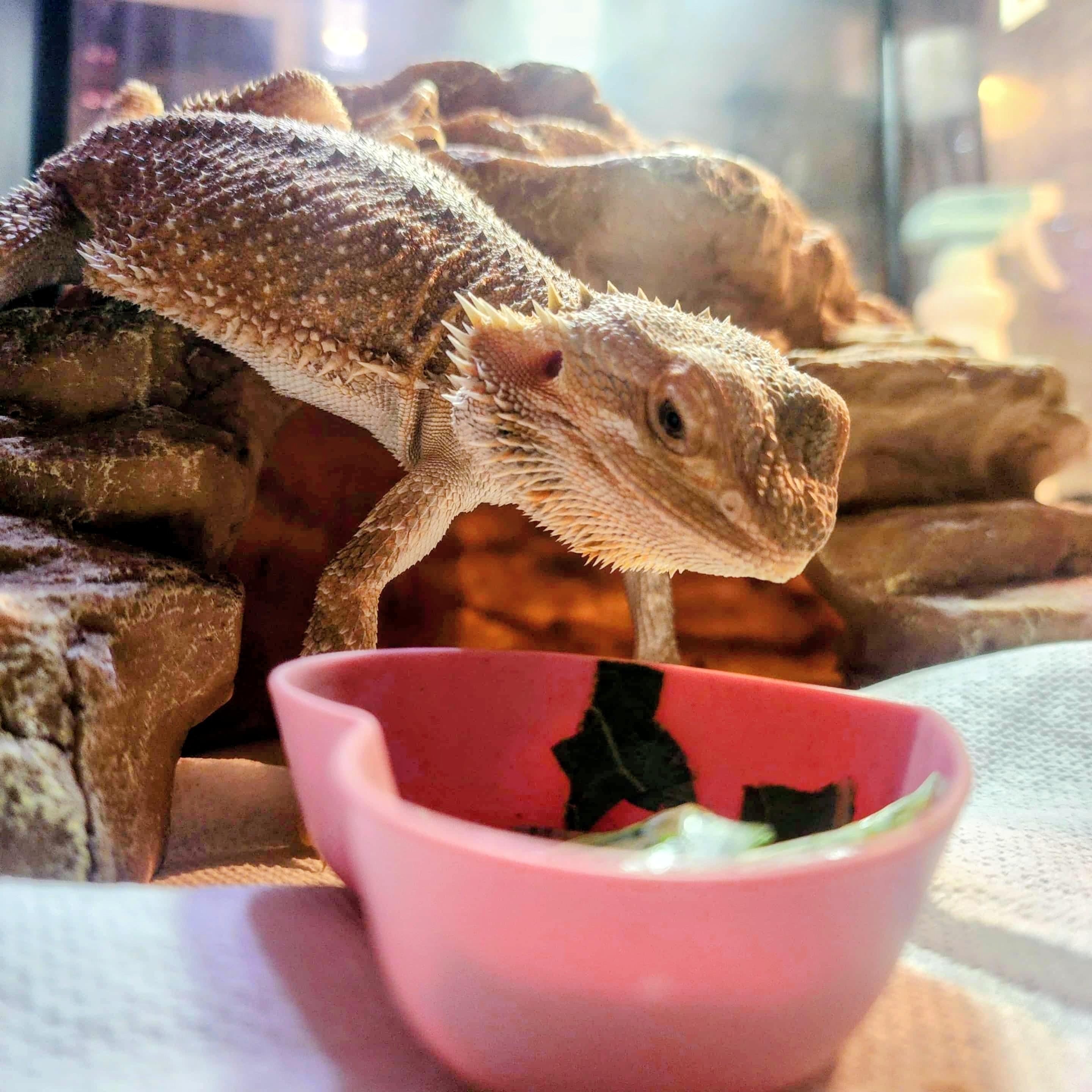 Zara, Adoptable, Baby Female Bearded Dragon.