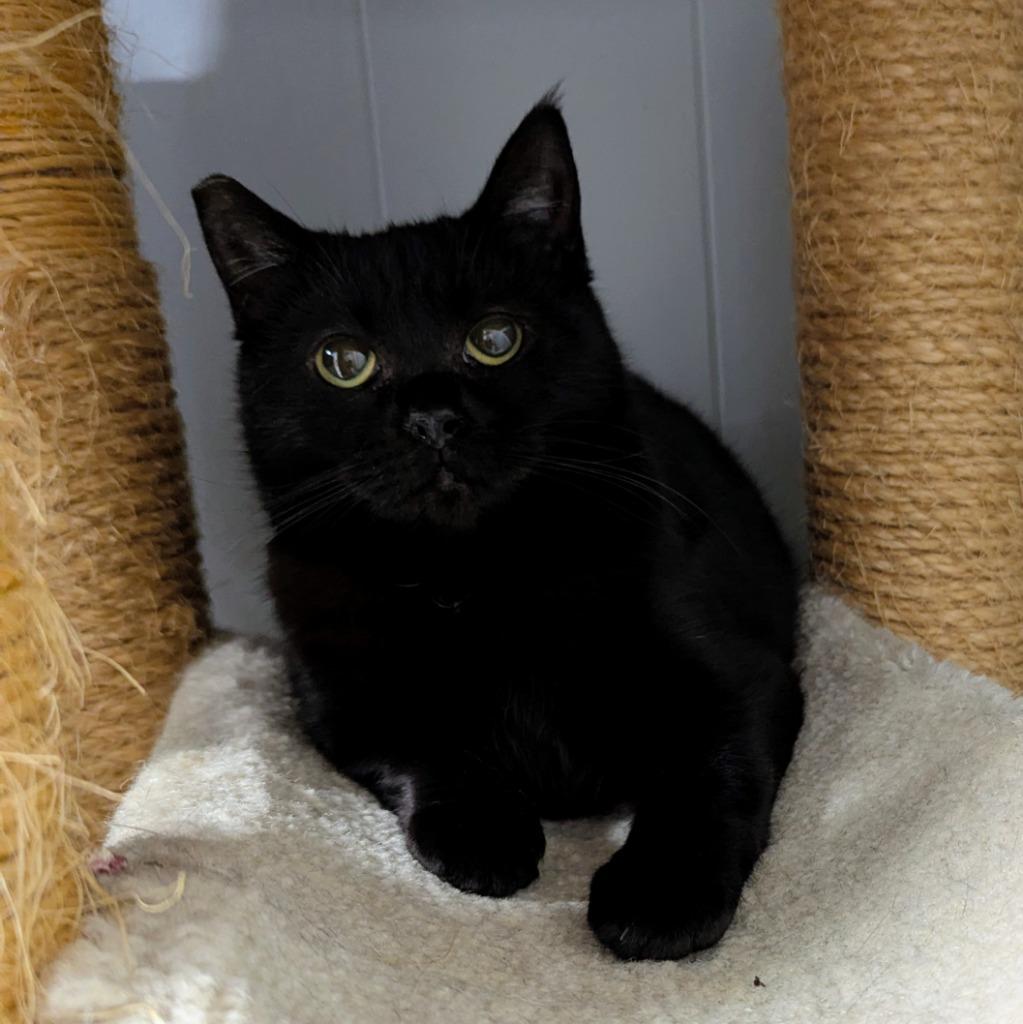 Enlarge Bento, a Adoptable mixed breed in Aberdeen, WA image 1/2