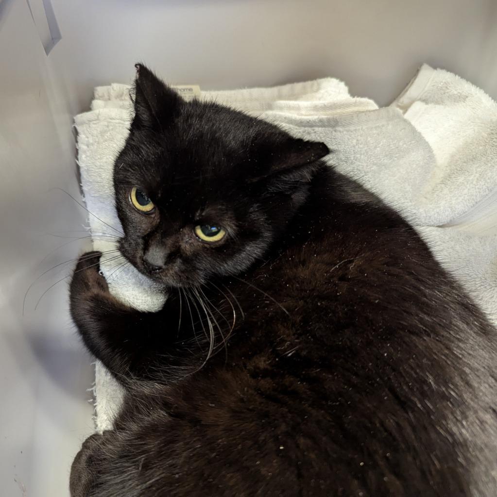 Enlarge Bento, a Adoptable mixed breed in Aberdeen, WA image 1/1